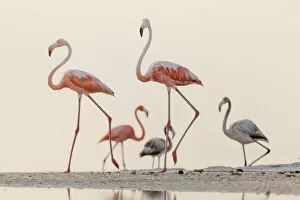 Two Caribbean flamingo (Phoenicopterus ruber) walking, Ria Lagartos Biosphere Reserve, Yucatan Peninsula, Mexico, May