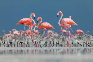 Caribbean flamingos (Phoenicopterus ruber) adults and chicks in breeding colony, Ria Lagartos Biosphere Reserve, Yucatan Peninsula, Mexico, June