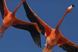 Caribbean flamingos (Phoenicopterus ruber) flying, Ria Celestun Biosphere Reserve