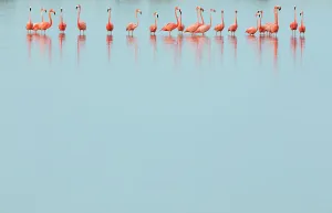 Phoenicopterus Ruber Ruber Prints: Caribbean flamingos (Phoenicopterus ruber) line of adults standing in water