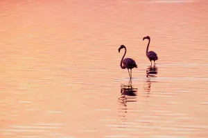 Phoenicopterus Ruber Ruber Prints: Caribbean flamingos (Phoenicopterus ruber) silhouetted at dawn