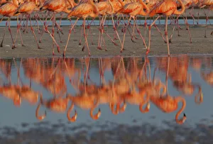 Phoenicopterus Ruber Ruber Prints: Caribbean flamingos (Phoenicopterus ruber) walking, reflection in pond