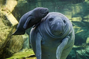Images Dated 2nd November 2017: Caribbean manatee or West Indian manatee (Trichechus manatus) mother with baby, age two days