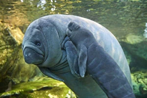 American Manatee Gallery: Caribbean manatee or West Indian manatee (Trichechus manatus) mother with baby, age two days