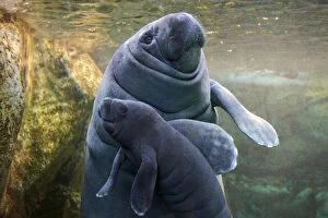 American Manatee Gallery: Caribbean manatee or West Indian manatee (Trichechus manatus) mother with baby, age two days