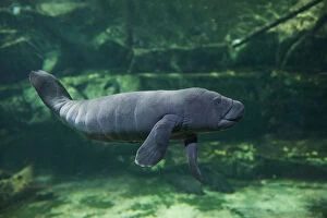 American Manatee Gallery: Caribbean manatee or West Indian manatee baby, age two days, (Trichechus manatus) captive