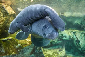 Caribbean manatee or West Indian manatee (Trichechus manatus) mother with baby, age two days