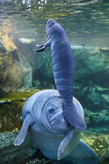 Caribbean manatee or West Indian manatee (Trichechus manatus) mother with baby, age two days