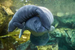 Caribbean manatee or West Indian manatee (Trichechus manatus) mother with baby, age two days