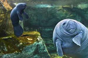 Caribbean manatee or West Indian manatee (Trichechus manatus) mother with baby, age two days