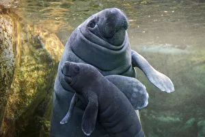 Trichechus Antillarum Prints: Caribbean manatee or West Indian manatee (Trichechus manatus) mother with baby