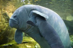 2018 January Highlights Prints: Caribbean manatee or West Indian manatee (Trichechus manatus) mother nursing baby