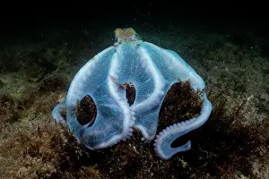 Tentacle Prints: Caribbean reef octopus (Octopus briareus) hunting on seabed at night