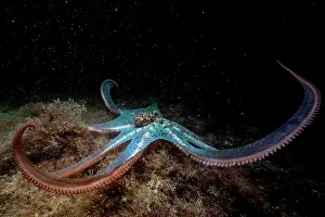 Caribbean reef octopus (Octopus briareus) hunting on seabed at night, Seahorse National Park, Bahamas, Caribbean Sea