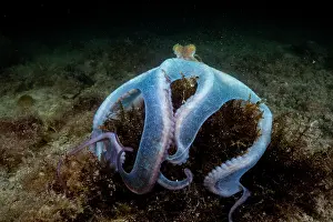 Tentacle Prints: Caribbean reef octopus (Octopus briareus) hunting on seabed at night
