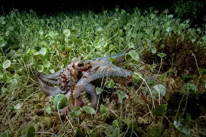 Eleuthera Prints: Caribbean reef octopus (Octopus briareus) moving over Mermaid's wine glass (Acetabularia acetabulum) on seabed