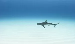 Images Dated 17th November 2019: Caribbean reef shark (Carcharhinus perezi) cruising over a sand flat in The Bahamas