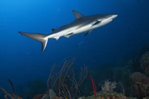 Caribbean reef shark (Carcharhinus perezi) swimming through coral reef. Roatan Island, Honduras. Caribbean Sea