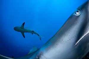 Caribbean reef shark (Carcharhinus perezi), two from below, one close up