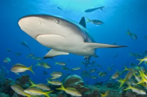 Caribbean reef shark (Carcharhinus perezi) bursts through the middle of a school