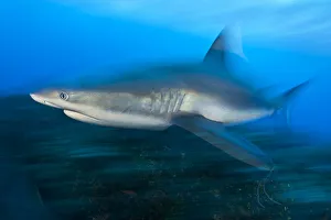 Caribbean reef shark (Carcharhinus perezi) cruises over a coral reef. Near Grand Bahama, Bahamas