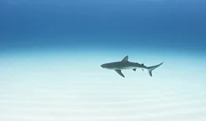 2020 April Highlights Prints: Caribbean reef shark (Carcharhinus perezi) cruising over a sand flat in The Bahamas
