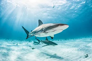 Carcharhinus Prints: Two Caribbean reef shark (Carcharhinus perezi) one with a fishing hook and line