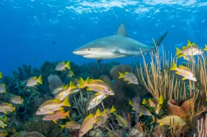 Miispecies Prints: Caribbean reef shark (Carcharhinus perezi) patrolling coral reef with Schoolmaster snapper
