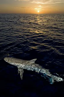 Caribbean reef shark (Carcharhinus perezi) at the surface at sunset. Grand Bahama