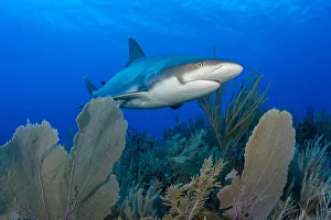 Carcharhinus Prints: Caribbean reef shark (Carcharhinus perezi) swimming over Common sea fans (Gorgonia