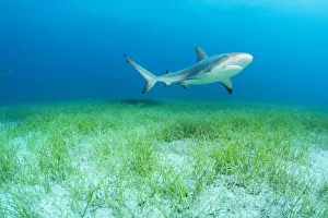Caribbean reef shark (Carcharhinus perezi) swimming over Manatee grass (Syringodium filiforme)