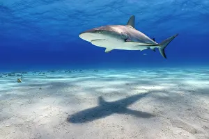 Caribbean Prints: Caribbean reef shark (Carcharhinus perezi) swimming over a shallow sand bank with shadow