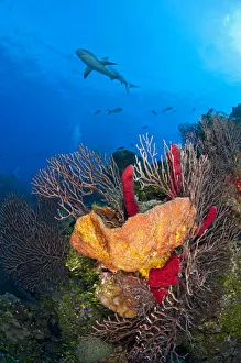 Sponges Prints: Caribbean reef shark (Carcharhinus perezi) swims over a coral reef