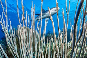Carcharhinus Prints: Caribbean reef shark (Carcharhinus perezi) swims over a coral reef