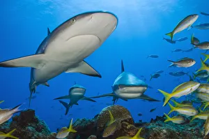 Caribbean reef sharks (Carcharhinus perezi) swimming through the middle of a school of