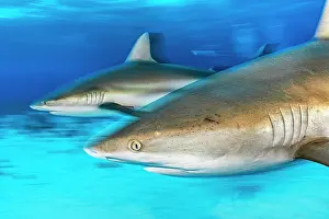 Blurred Movement Prints: Two Caribbean reef sharks (Carcharhinus perezi) swimming in shallow water