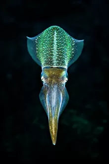 Weird and Ugly Creatures Gallery: Caribbean reef squid (Sepioteuthis sepioidea) in mid water over a coral reef. East End