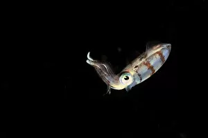 Animal Eye Gallery: Caribbean reef squid (Sepioteuthis sepioidea) swimming in open water at night, Guadeloupe Island