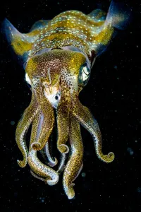 Caribbean reef squid (Sepioteuthis sepioidea) eating fish at night, portrait. The Bahamas