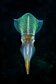 Caribbean reef squid (Sepioteuthis sepioidea) in mid water over a coral reef. East End