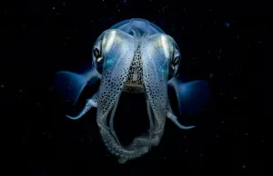 Caribbean reef squid (Sepioteuthis sepioidea) portrait at night, Eleuthera, Bahamas