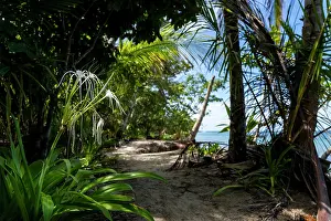 Liliaceae Prints: Caribbean spider-lily (Hymenocallis caribaea) in flower along the coast, Costa Rica