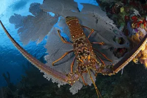 Fleeing Prints: Caribbean spiny lobster (Panulirus argus) sitting disoriented on top of Common sea fan (Gorgonia ventalina)