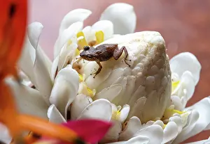 Zingiberales Prints: Caribbean treefrog (Eleutherodactylus amplinympha) resting on white Torch ginger (Etlingera elatior) flower in a garden