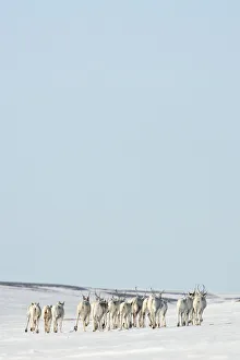 Caribou (Rangifer tarandus) herd migrating across ice, Agapa River, Taimyr Peninsula