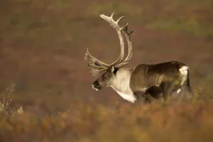 Reindeer Prints: Caribou / Reindeer bull (Rangifer tarandus) close-up grazing, Denali National Park