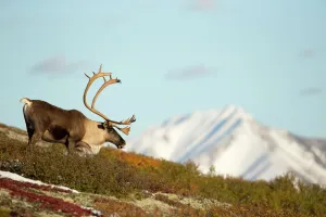 Habitat Prints: Caribou / Reindeer bull (Rangifer tarandus) close-up grazing, Denali National Park