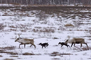 Caribou /Reindeer (Rangifer tarandus) crossing winter landscape with young, Kamchatka