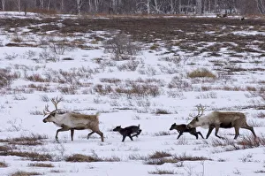 Sergey Gorshkov Prints: Caribou / Reindeer (Rangifer tarandus) crossing winter landscape with young, Kamchatka