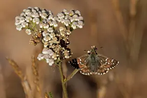 Hesperiidae Prints: Carline skipper butterfly (Pyrgus carlinae) resting on flower, Pyrenees, Spain. August